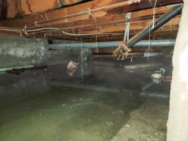 Best Local water damage restoration  in Shelburn, IN