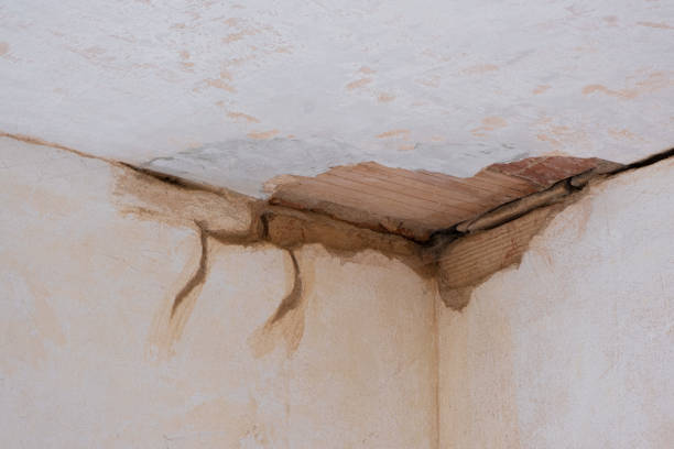 Best Mold removal after water damage  in Shelburn, IN